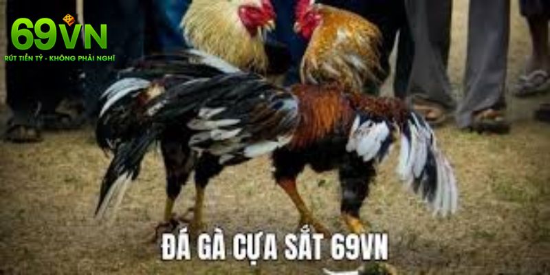 Đá Gà 69VN – Đấu Trường Đỉnh Cao Của Những Chiến Kê 3 Những hình thức đá gà siêu hot hiện nay